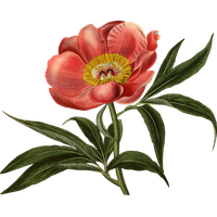 Botany Plant Flower Art Illustration Flowering Botanical