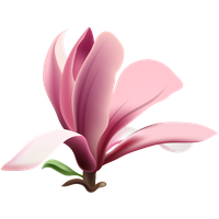 Pink Petal Magnolia Flower Heart PNG Download Free