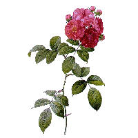 Plant Flower Rose Multiflora French Roses Les