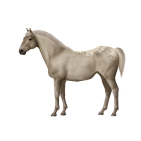 Mare Horse American Morgan Mustang Quarter