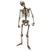 Arena Scrolls Joint Elder Oblivion Skeleton