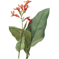 Plant Flower Botanical Illustration Free PNG HQ