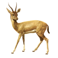 Springbok Antelope Africa Vecteur Free Download PNG HQ