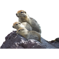 Groundhog Day Gopher Prairie Dog Adaptation For Song