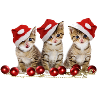 Christmas Kitten Free Download PNG HD