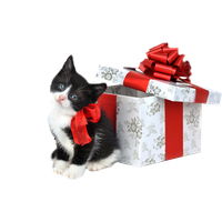 Christmas Kitten Free Download Image