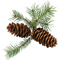 Christmas Pine Cone Free Download Image