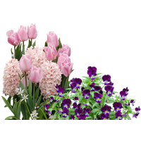 Flower Easter Free Download PNG HD