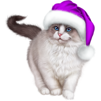 Christmas Cat Free HD Image