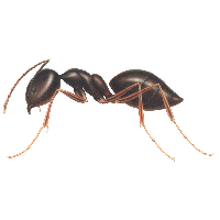 Ant Free Clipart HQ