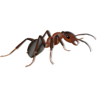 Ant Photos PNG Image High Quality