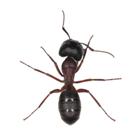 Ant Picture Free PNG HQ