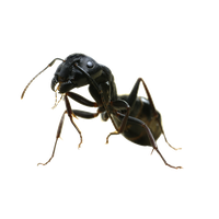 Ant PNG File HD