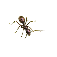 Ant Picture PNG Download Free
