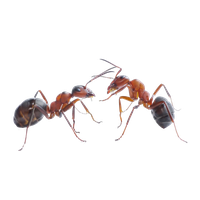 Ant Red Download Free Image