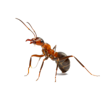 Ant Picture Red HD Image Free