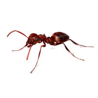 Ant Red Free HD Image
