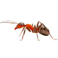 Ant Red Free Transparent Image HQ
