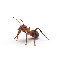 Ant Red HD Image Free