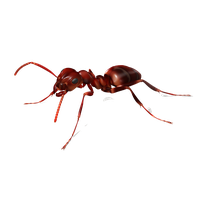 Ant Photos Vector HQ Image Free