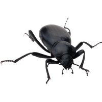 Black Beetle HD Image Free