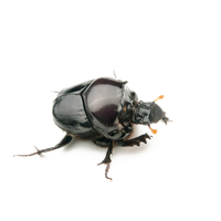 Dung Beetle Free Download PNG HQ