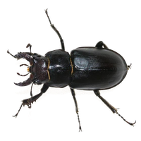 Scarab Beetle Download HD