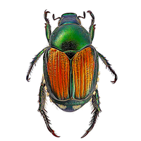 Green Beetle Download Free Image