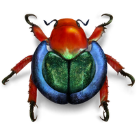 Bug Beetle Free Transparent Image HQ