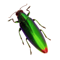 Fly Beetle Spanish Free PNG HQ