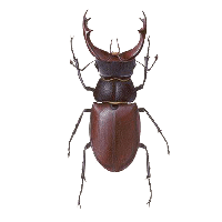 Stag Beetle Free Transparent Image HD
