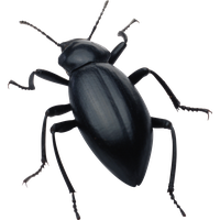 Black Beetle Free Transparent Image HD