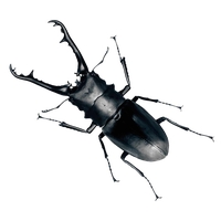 Real Beetle HD Image Free