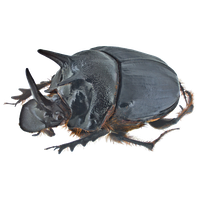 Dung Beetle PNG Image High Quality