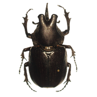 Scarab Beetle Free Download PNG HD