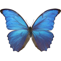 Blue Butterfly Free Clipart HD