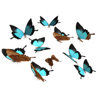 Blue Butterfly PNG Download Free