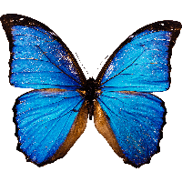 Blue Butterfly Photos PNG Image High Quality