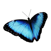 Blue Butterfly Free Transparent Image HD