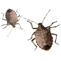 Bugs Free PNG HQ