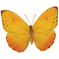 Butterfly Free Clipart HD