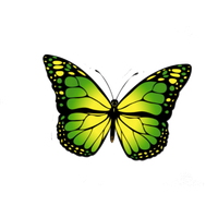 Butterfly Photos PNG Download Free