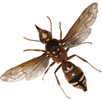 Flying Bugs PNG File HD