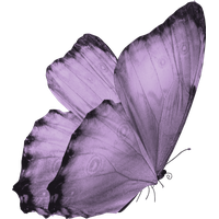 Butterfly Flying Free HQ Image