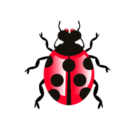 Lady Bugs PNG Download Free