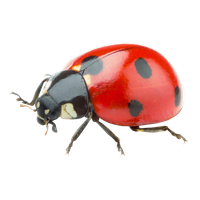 Photos Lady Bugs Download Free Image