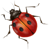 Lady Bugs Free Download PNG HD