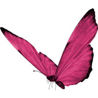 Pink Butterfly Free Download PNG HD
