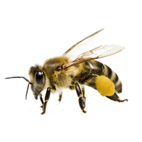 Honey Flying Bee Free HQ Image