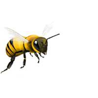 Honey Flying Bee Download HD